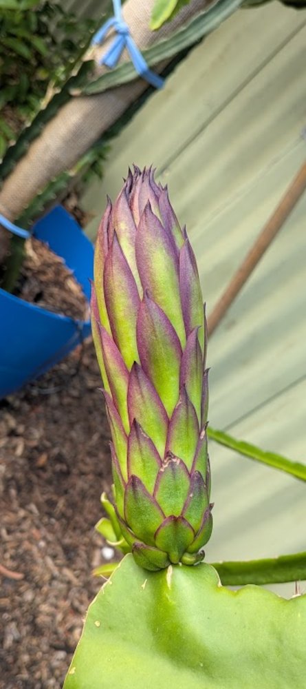 Bigger buds